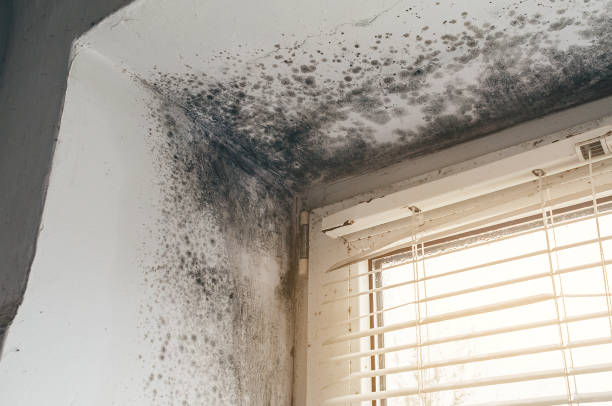 Mold Remediation service in Woburn, Woburn, MA